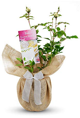 Diamond Wedding Rose - Gift Wrapped with Huge Gift Bow - 60th Wedding Anniversary Rose