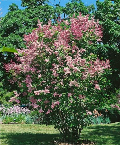 Flieder Syringa Redwine 80-100 cm winterhart Heckenpflanze Sichtschutz