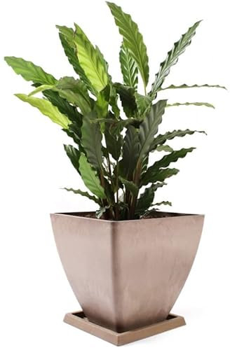KOTARBAU® Maceta de Materiales reciclados 30 x 30 cm, Maceteros reciclados, Macetero con Plato, Macetero Cuadrado, Macetero Beige Reciclado, Maceta ecológica, Tiesto para Plantas para Exteriores