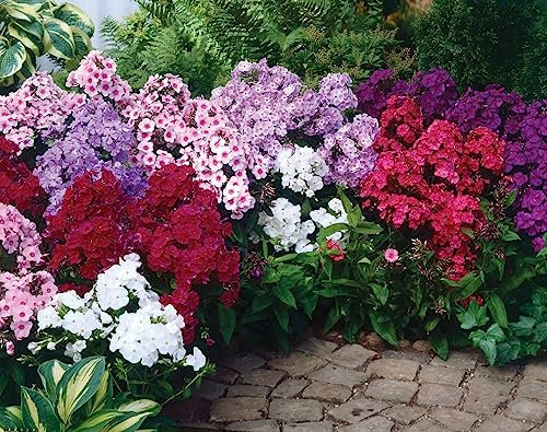 Lot de 5 Bulbes (racines) Phlox Paniculata mixte - calibre I - La Main Verte