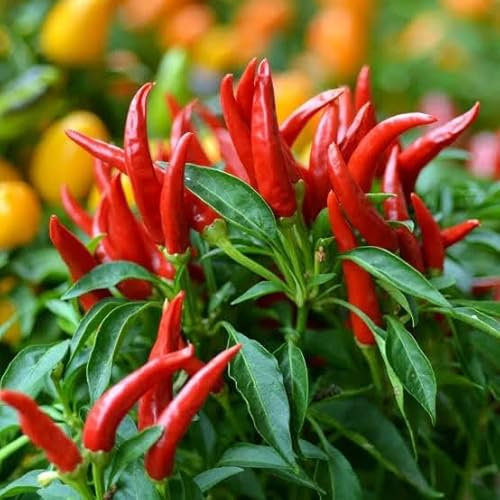 Semillas de Chile Piri Piri - Chili Aji Ojo de Pájaro Tabasco Semillas de Hortalizas