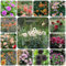 9 pcs Dahlien Knollen Kaufen Winterhart - Geschenke Garten Winterharte Pflanzen Dahlien Zwiebeln - Dahlia pinnata - dahlien knollen großblumig Gartenpflanzen Winterhart Mehrjährig