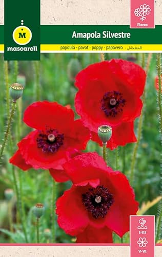 Mascarell Semillas, FLOR AMAPOLA ROJA SILVESTRE, Semillas Jardín, Flores Rojas para Jardín y Polinizadores, Praderas Naturales de Color, 1 GR