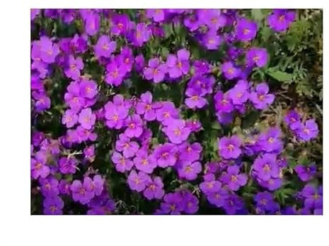 Stk - 30x Blaukissen Aubretia Mix Aubrieta hybrida Blumen Garten Pflanzen - Samen KS16 - Seeds & Plants Shop by Ipsa