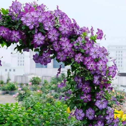14 pcs clematis winterhart mehrjährig zwiebeln - kletterpflanze winterharte pflanzen winterharte stauden mehrjährig deko wohnzimmer modern gartenpflanzen balkonpflanzen winterhart