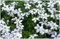 1 x Isotoma fluviatilis 'White (Winterhart/Staude/Bodendecker/Mehrjährig/Stauden) Weißer Bubikopf/Gaudich - Dauerblüher - Ein Blütenmeer aus strahlendem Weiß - Rasenersatz - von Stauden Gänge
