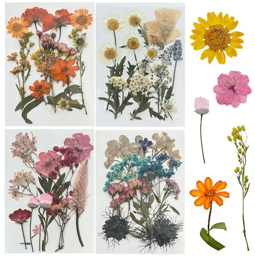 Woohome 60 Stück Natürlich Getrocknete Blumen Gepresste Blumen zum Basteln Blüten Getrocknet Trockenpressen-Blumen-Set für die Herstellung von DIY-Schmuck, Nagelkarten und Dekorationen