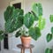 50 pcs philodendron pflanze samen - seeds, samen winterhart balkonpflanzen winterhart, steingarten pflanzen deko pflanzen, exotische pflanzen samen indoor plants for living room,