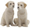 Quail Ceramics - Yellow Labrador Salt and Pepper