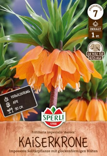 Sperli 459685 Kaiserkrone Aurora (1 Stück) (Herbstblumenzwiebeln)