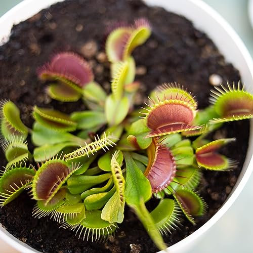 Venus Flytrap Seeds - Mixed Species Dionaea Muscipula Carnivorous 8 Seeds