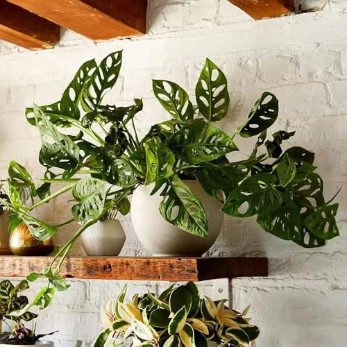 semi di pianta monstera giardino interno bonsai interno piante per esterno piante verdi vasi per piante esotici piante in vaso Monstera variegata pianta da 200pcs