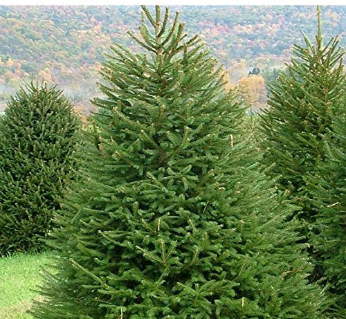 Abete rosso Picea abies Peccio Albero di Natale in mastello h. 80/100 cm Vivaio di Castelletto