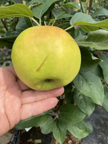 Apfel Limonka,Spätsommerapfel, Apfelbaum ca.180 cm.Tafelapfel