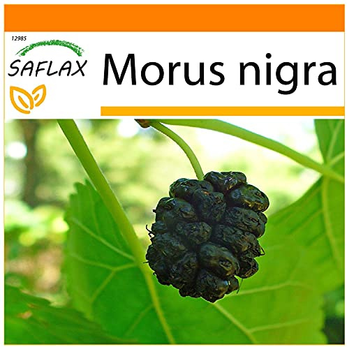 SAFLAX - Garden in the Bag - Schwarzer Maulbeerbaum - 200 Samen - Mit Anzuchtsubstrat im praktischen, selbst aufstellenden Beutel - Morus nigra
