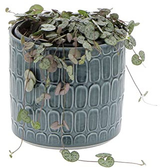 KENTIS - Ceropegia Woodii - Pianta Collana di Cuori - Piante Vere da Appartamento - Pianta Succulenta Ricadente Decorativa da Interno Facile Cura - Vaso Ø 14 cm