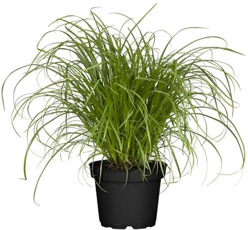DECOALIVE Cyperus PREMIUM - Hierba para Gatos - Planta Natural para Mascotas - Zumula - Césped para Gatos