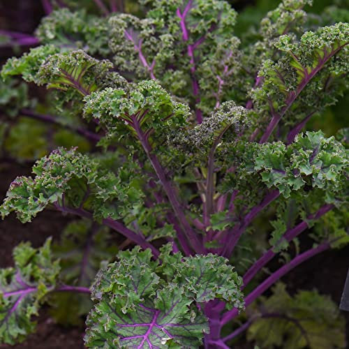 Curly Kale Seeds 'Scarlet' Brassica oleracea Acephala Group Borecole Hardy Annual Easy to Grow Your Own Garden Vegetables 1x Packet (Approx. 200 Seeds) by Thompson and Morgan