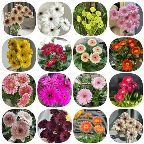 400 pcs Gerbera Samen Mehrjährig - blumen samen mehrjährig, wildblumensamen Gerbera Jamesonii - garten biosaatgut, herbstblumen samen blumensamen als gastgeschenk outdoor pflanzen