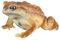 AENIMELY Figuras realistas de animales de rana y sapo para niños, juguetes educativos de reptiles, ideales para cumpleaños, recuerdos de fiesta y proyectos de ciencia (marrón)