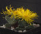 Echter Tigerrachen -Faucaria trigrina- 30 frische Samen