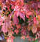 Selbstkletternde Jungfernrebe 40-60cm - Parthenocissus quinquefolia