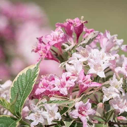 Liebliche Weigelie Nana Variegata 2L - Zweifarbige Blüten und mehrfarbige Blätter
