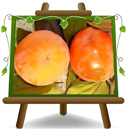 EURO PLANTS VIVAI Kaki Tipo plante fruitière ancienne en pot 26 cm hauteur maximale 180 cm - Âge 4 ans