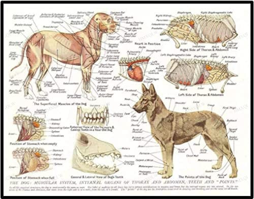 HMXQLW Hundes Muskeln Organe Wandbilder Tier Anatomie Pathologie Bilder kunstdrucke Tierklinik Deko,Leinwandbilder Poster und Drucke Wandkunst Rahmenlos (60x80cm)