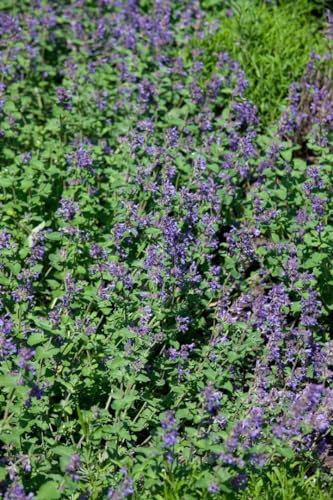 Katzenminze 'Odeur Citron' im Topf Nepeta racemosa duftend winterhart