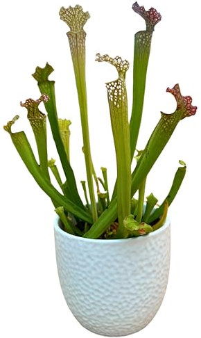 Saracenia Pianta Carnivora in Elegante Vaso di Ceramica Bianco diametro 13 cm. - Pianta Esotica da Interno, Pianta Vera taglia XXL, Dimensioni Reali