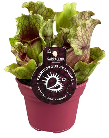 Sarracenia - 20cm - Ø12cm - Zimmerpflanze - Immergrün