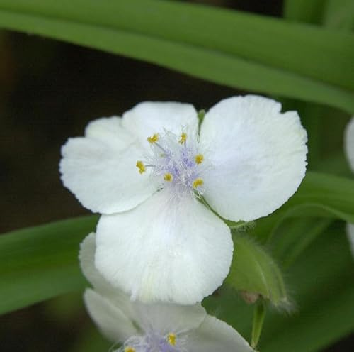 Dreimasterblumen Gisela - Tradescantia andersoniana - lebende Gartenpflanze aus den Baumschulen
