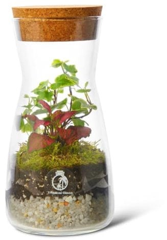 Complete Bottle Terrarium Kit: Create Your Own Miniature Garden Oasis | Includes Glass Container, PLANTS, Substrates, Cork Lid, Light up Terrarium, DIY Terrarium Kit, Optional LED Light (Standard Lid)