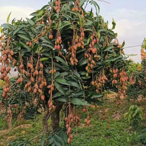3 pezzi semi di mango da piantare - alberi giardino semi resistenti biologici albero di mango, Mangifera indica albero da frutto semi di piante frutta fresca pianta in vaso res