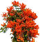 Pyrostegia Venusta-Samen, mehrjährige Kletterpflanze Blumensamen, schnell wachsende Nicht-Gentor-Samen für Balkon Courtyard Decor Mischfarbe 1200pcs
