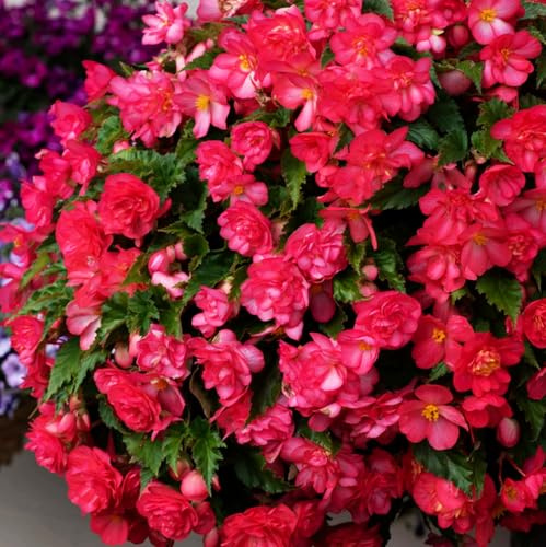 100PCS Pink Begonia Nonstop Flower Seeds Ornamental Easy to Grow Flower Seeds Home Garden