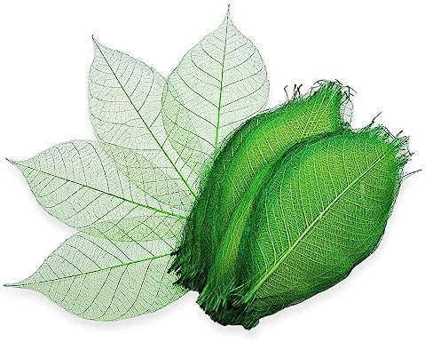 ChangThai Design 8,9 cm lange grüne gefärbte Skelettblätter, 100 Stück, natürlich getrocknetes Gummibaumblatt für Sammelalben, Fotoalben, Basteln, Hochzeitskarten, Dekoration, bunte dekorative