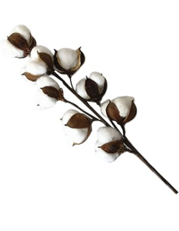 LALAFINA Getrocknete Baumwollstiele Künstlicher Baumwollbaumzweig Dekor Für Zuhause Hochzeit Rustikales Blumenarrangement