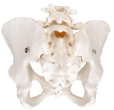 3B Scientific 3B Smart Anatomy A61 Beckenskelett für Damen, inkl. anatomischer Software