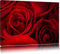 Pixxprint rote Rosen, Größe: 120x80cm, Leinwandbild, fertig gespannt, Wandbild, Dekoration, Kunstdruck, kein Poster