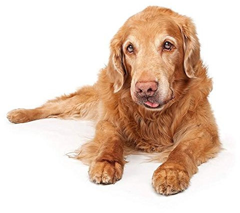 Hunde Aufkleber Sticker Golden Retriever ca. 12x10 cm