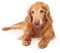 Hunde Aufkleber Sticker Golden Retriever ca. 12x10 cm