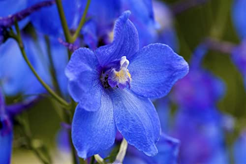 Delphinium x belladonna 'Piccolo' ca. 11x11 cm Topf - Rittersporn, blaue Blüten, Blütezeit Juni-August, ideal für Rabatten, bienenfreundlich, pflegeleicht