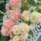 50 pcs stockrosen samen winterhart - pflanzen samen, kübelpflanzen winterhart Stockrose blumen balkon, bonsai samen winterharte stauden für pralle sonne, sträucher winterhart blumen