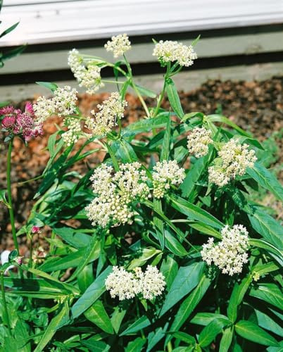Sumpf-Seidenpflanze 'Ice Ballet' im Topf Asclepias incarnata winterhart