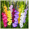 Bulbi di gladioli.Pianta perenne, sempreverde e resistente. Gladiolo pianta.Gladioli fiori.Fiori perenni.-15 bulbi-A