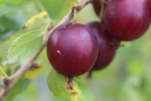 Rubinrote Stachelbeere Kamenjar, leckere Stachelbeeren aus über 80 Sorten, direkt aus der Stachelbeerbaumschule