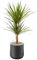 AIRY Pot M mit Drachenbaum & 6-L Airy Base Substrat • Natürlicher Luftreiniger filtert Schadstoffe, Allergene & Gerüche • Ideal für Räume mit ca. 20qm • Made in Germany, 2303-602 anthrazit-anthrazit