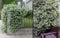 Sternjasmin 30-50 cm – Immergrün, Duftend & Winterhart | Trachelospermum jasminoides – Kletterpflanze für Garten & Balkon